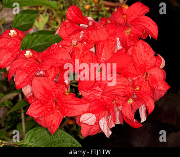 Large cluster of vivid red bracts, flowers & green leaves of Mussaenda Capricorn Dream, unusual deciduous tropical shrub on dark background Stock Photo