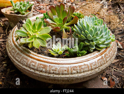Group of succulent plants with blue green foliage growing in shallow circular decorative brown and white ceramic container Stock Photo