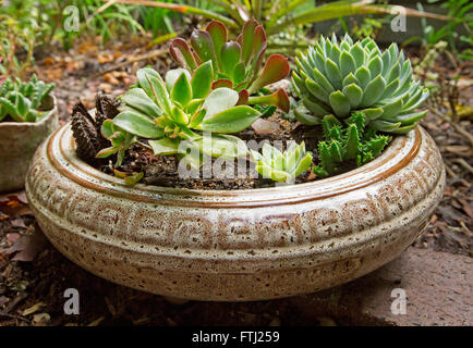 Group of succulent plants with blue green foliage growing in shallow circular decorative brown and white ceramic container Stock Photo