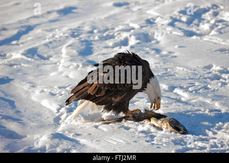 Bald Eagle eating salmon on snow, Alaska, USA Stock Photo