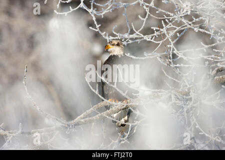 Bald Eagle perched on tree, Alaska, USA Stock Photo