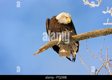 Bald Eagle eating prey on a tree branch covered with snow, Alaska, USA Stock Photo