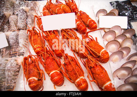 Australian lobster Stock Photo