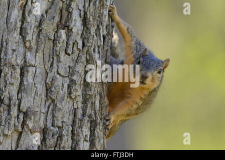 Fox Squirrel hanging on side of tree looking directly forward. Green background. Selective Focus. Humor. Landscape Caption Stock Photo