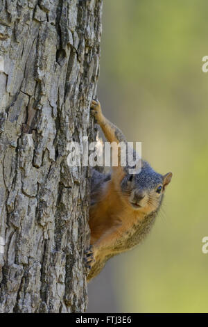 Fox Squirrel hanging on side of tree looking directly forward. Green background. Selective Focus. Humor. Portrait Caption Stock Photo