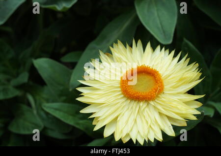 Yellow straw flowers (xerochrysum bracteatum) Stock Photo