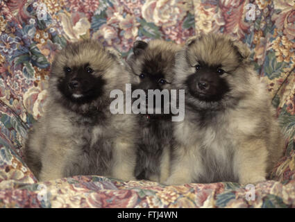 close up of 3 Keeshond puppies sitting on sofa Stock Photo
