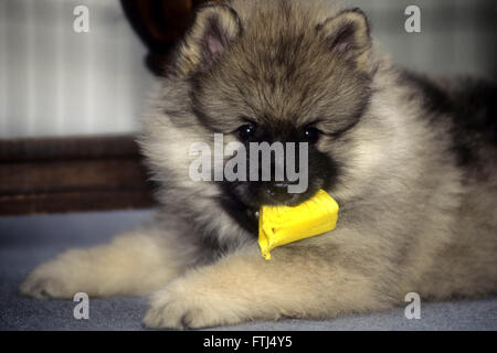 Close up of Keeshond puppy lying down with toy in mouth Stock Photo