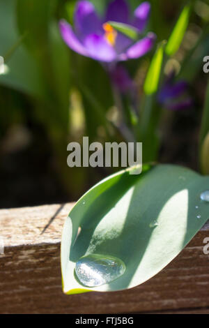 Water droplet on the end of a tulip leaf. Stock Photo
