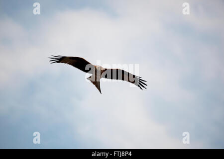 Red Kite, Milvus milvus, in flight Stock Photo