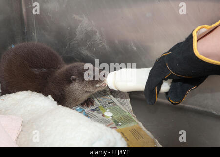 European Otter, Lutra lutra, orphan being bottle fed by veterinary nurse Stock Photo