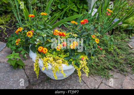 Close up Colourful flower pot with yellow and orange lantana flowers, New Jersey, USA, container garden flowers, spring container cottage garden pots Stock Photo