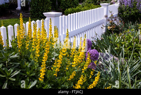 Close up front row garden perennial border of yellow Carolina Lupine Flowers close up, Globe flower and white picket fence, New Jersey, NJ, USA, perennials Stock Photo