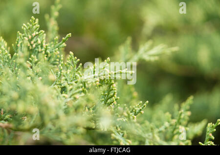 Thuja tree branches closeup with selective focus Stock Photo