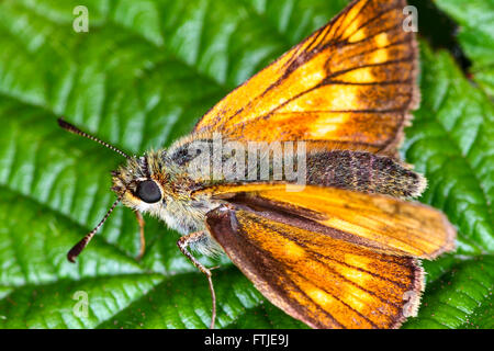 Small skipper butterfly resting on a leaf Stock Photo