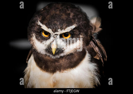 A Spectacled Owl displayed by the Screech Owl Sanctuary in Cornwall. Stock Photo