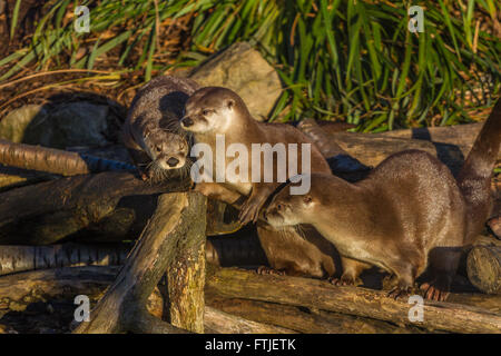 North American River Otter at Slimbridge Stock Photo