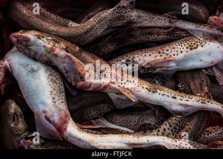 Fish caught and landed at Newquay harbour in Cornwall. Stock Photo