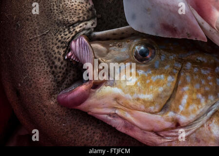 Fish caught and landed in Newquay harbour in Cornwall. Stock Photo
