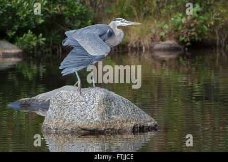 Great Blue Heron preening on boulder in Acadia pond. Stock Photo