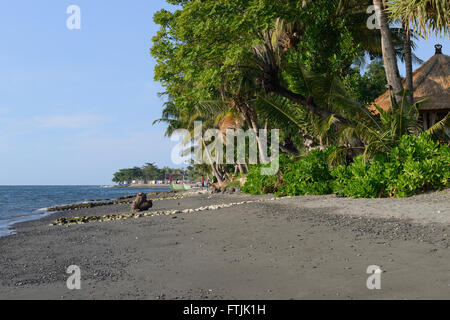 Kokospalmen (Cocos nucifera), am schwarzen Lavastrand von Lovina, Nordbali, Bali, Indonesien Stock Photo