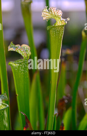 Weisse Schlauchpflanze (Sarracenia leucophylla), Nordamerika Stock Photo