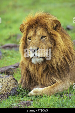 African male lion portrait