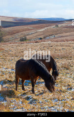 Powys, Wales, UK. 29th March 2016. Welsh ponies graze on the high moorland of the Mynydd Epynt range in Powys after a light fall of snow last night. Credit:  Graham M. Lawrence/Alamy Live News. Stock Photo