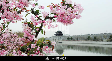 Suzhou, China's Jiangsu Province. 29th Mar, 2016. Crabapple flowers bloom in Suzhou City, east China's Jiangsu Province, March 29, 2016. © Hang Xingwei/Xinhua/Alamy Live News Stock Photo