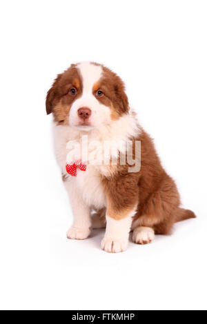 Australian Shepherd. Puppy Wearing A Bow Tie, Sitting. Studio Picture 