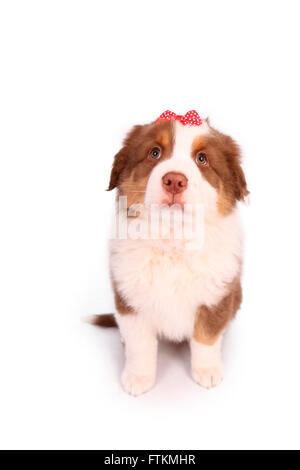 Australian Shepherd. Puppy wearing a bow tie, sitting. Studio picture ...