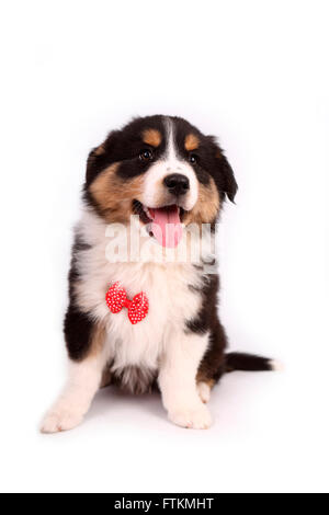 Australian Shepherd. Puppy wearing a bow tie, sitting. Studio picture ...