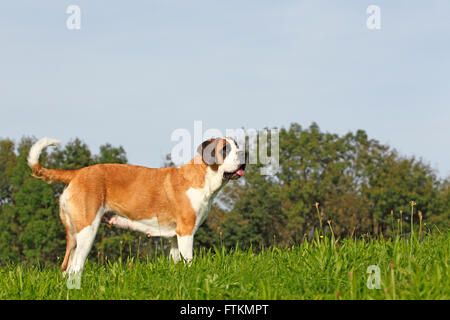 St. Bernard Dog. Adult dog standing on a meadow. Germany Stock Photo