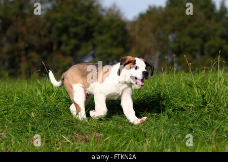 St. Bernard Dog. Puppy running on a meadow. Germany Stock Photo