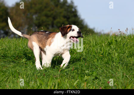 St. Bernard Dog. Puppy running on a meadow. Germany Stock Photo