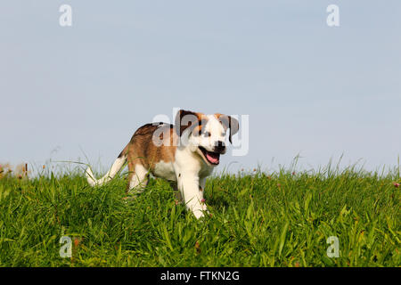 St. Bernard Dog. Puppy running on a meadow. Germany Stock Photo