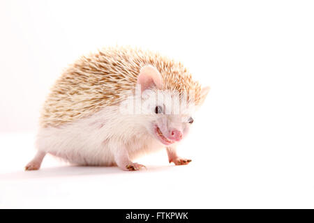 Four-toed Hedgehog, African Pygmy Hedgehog (Atelerix albiventris). Male standing. Studio picture against a white background. Germany Stock Photo