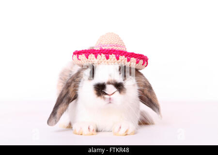 Lop-eared dwarf rabbit wearing a crocheted sombrero. Studio picture against a white background. Stock Photo