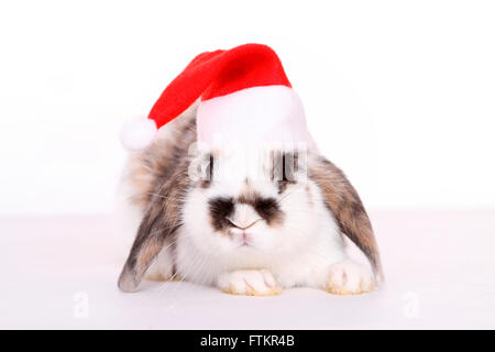 Lop-eared dwarf rabbit wearing a Santa Claus hat. Studio picture against a white background. Stock Photo
