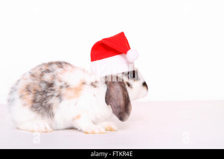 Lop-eared dwarf rabbit wearing a Santa Claus hat. Studio picture against a white background. Stock Photo