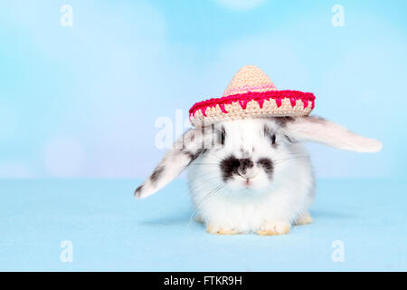 Dwarf rabbit wearing a crocheted sombrero. Studio picture against a blue background. Stock Photo