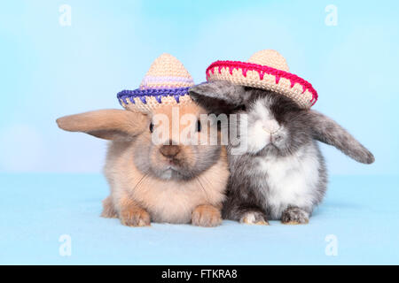 Dwarf rabbit. Two individuals wearing crocheted sombreros. Studio picture against a blue background. Stock Photo