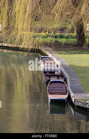 Punts moored on the River Cam at Cambridge Stock Photo