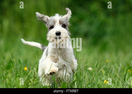 Miniature Schnauzer. Puppy (6 weeks old) running on a meadow. Germany Stock Photo
