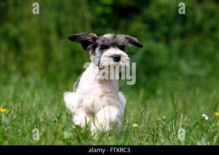 Miniature Schnauzer. Puppy (6 weeks old) running on a meadow. Germany Stock Photo