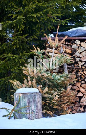 Dead Christmas tree outside ready for firewood Stock Photo