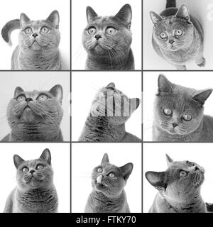 Set of photos British shorthair cat closeup Stock Photo