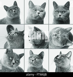 Set of photos British shorthair cat closeup Stock Photo