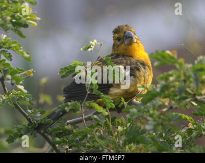 North American / Mexican  yellow grosbeak (Pheucticus chrysopeplus) in a tree Stock Photo