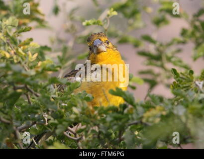 North American / Mexican  yellow grosbeak (Pheucticus chrysopeplus) in a tree Stock Photo